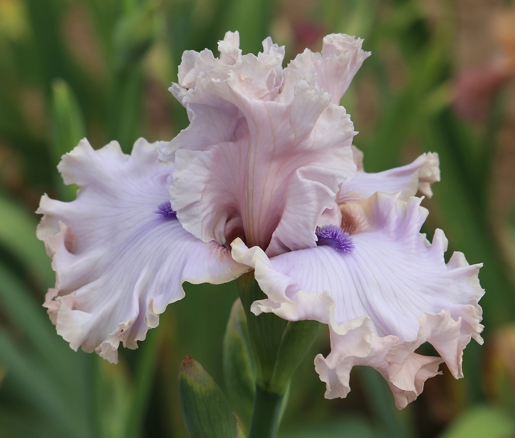 Breath Of Fresh Air | Mid-America Garden